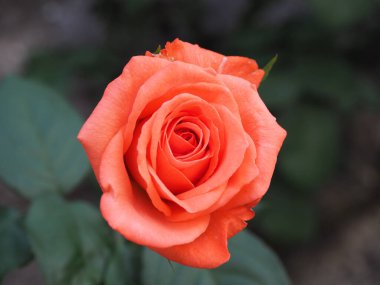 rose perennial shrub orange flower scientific name Rosa