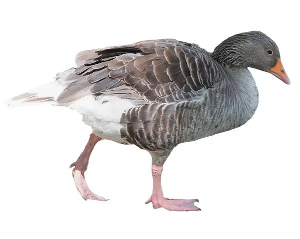 Toulouse Goose Bird Isolated White Background — Stock Photo, Image