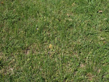 Yeşil çayır çimlerinin üst görünümü arka plan olarak kullanışlıdır