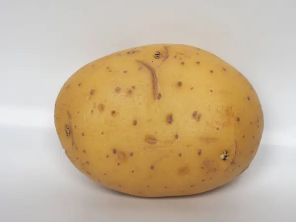 Kartoffel Wissenschaftlicher Name Solanum Tuberosum Gemüse Vegetarische Nahrung — Stockfoto