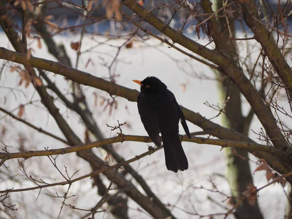 동물성 일반적인 Blackbird 과학적인 투르두스 Merula — 스톡 사진