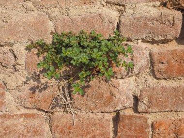Sanayi tarzı Eski kırmızı tuğla duvar arka plan olarak kullanışlı
