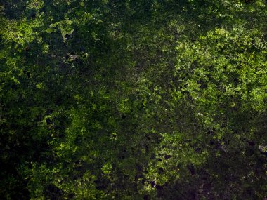 Sanayi stili grunge koyu gri beton doku ve yeşil yosun arka plan olarak kullanışlı