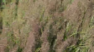 Rüzgarda sallanan otlaklar arka plan olarak kullanışlıdır