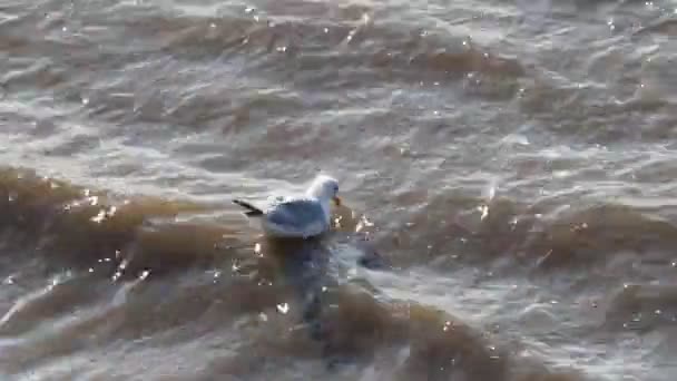 海の水のカモメ — ストック動画