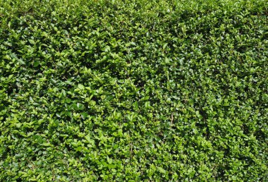 yeşil çayır çimenleri arka plan olarak kullanışlıdır