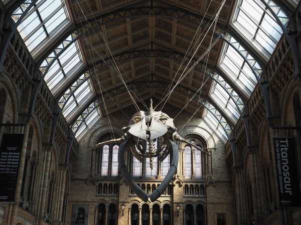 London Großbritannien Juni 2023 Blauwal Skelett Hintze Saal Des Naturhistorischen — Stockfoto