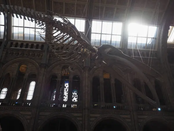 2023年6月9日 英国自然历史博物馆Hintze大厅的蓝鲸骨架 — 图库照片