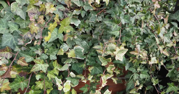 Efeu Wissenschaftlicher Name Hedera Pflanze Nützlich Als Hintergrund — Stockfoto