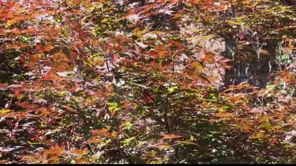 Червоне Листя Кленового Дерева Шелестить Вітрі — стокове відео