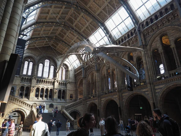 Londres Royaume Uni Juin 2023 Squelette Baleine Bleue Dans Salle — Photo