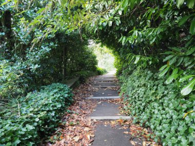 Bitkilerle çevrili ormanda bir patika.