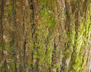 Arkaplan olarak kullanışlı yeşil yosun içeren endüstriyel ağaç kabuğu dokusu