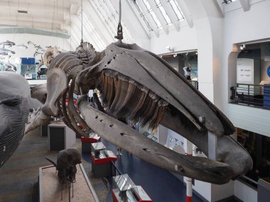 LONDON, İngiltere - 09 Haziran 2023: Gri balina iskeleti Doğal Tarih Müzesinde
