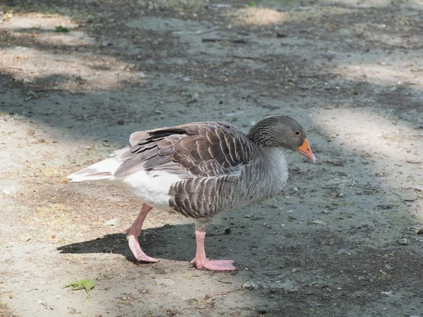 Toulouse Goose Tudományos Név Anser Anser Animal Class Birds — Stock Fotó