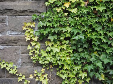 sarmaşık bilimsel adı Hedera bitki bir arka plan olarak kullanışlı