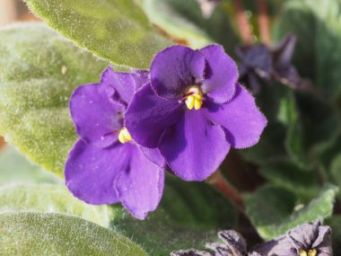 Saintpaulia namı diğer Afrika menekşe mor çiçeği bilimsel adı Streptocarpus Saintpaulia