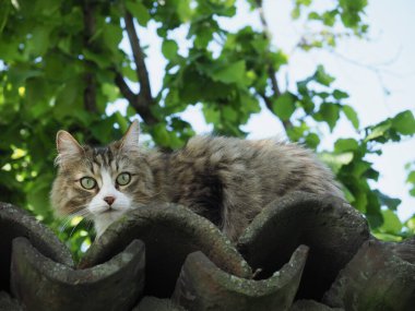 Gri tekir kedi eski bir duvarda