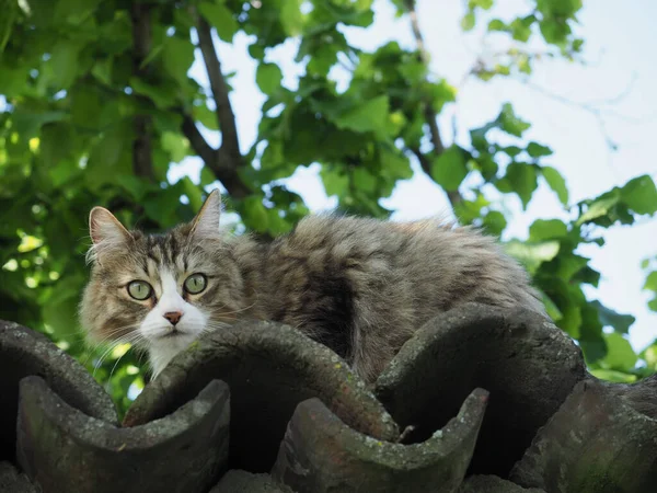 grey tabby cat on an old wall