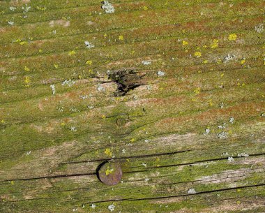 Endüstriyel stil aşınmış ahşap doku ve arka plan olarak kullanışlı yosun