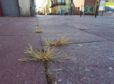 Beton kaldırımların arasında endüstriyel çimler büyüyor.