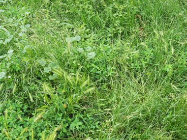 yeşil çayır çimenleri arka plan olarak kullanışlıdır