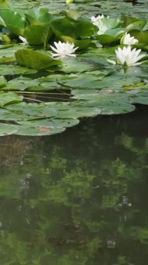 Su Lily Nymphaea bitkileri ve böceklerle dolu bir göletin statik görüntüsü.