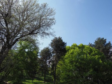 Arka plan olarak kullanışlı ağaçların olduğu doğal sahne