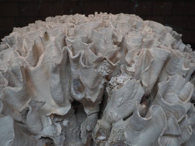 Mercan resifleri bir su altı ekosistem örneği