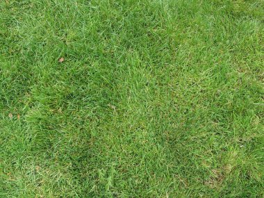 yeşil çayır çimenleri arka plan olarak kullanışlıdır