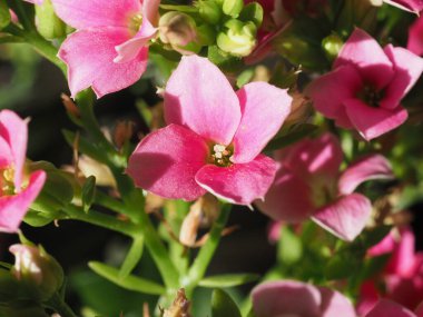 kalanchoe pink flower scientific classification Saxifragales Crassulaceae clipart