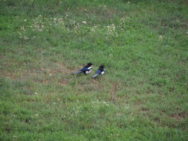 eurasian Magpie aka Common Magpie scientific name Pica Pica of animal class birds clipart