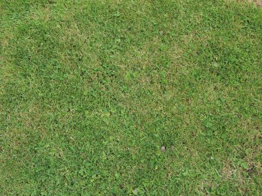 yeşil çayır çimenleri arka plan olarak kullanışlıdır