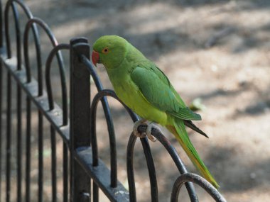 green ring necked parakeet parrot scientific name Psittacara holochlorus of animal class birds clipart