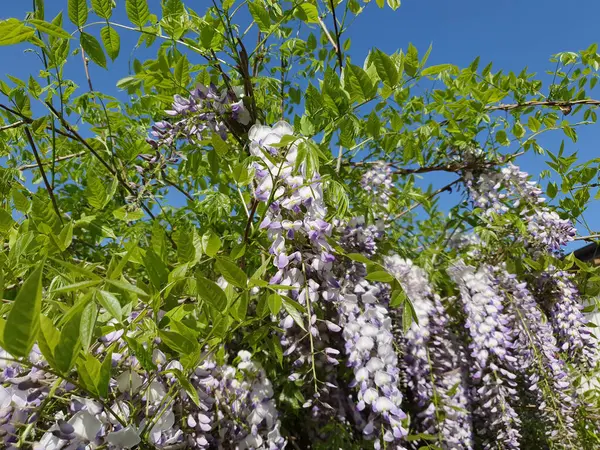 stock image wysteria plant with light purple flowers useful as a background