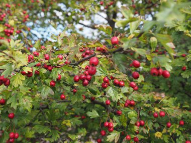 Dikenli çilek namı diğer dikenli bitki bilimsel adı Crataegus