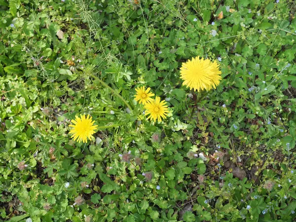 Stock image common dandelion plant scientific name Taraxacum officinale