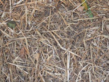 kahverengi saman doku bir arka plan olarak yararlı