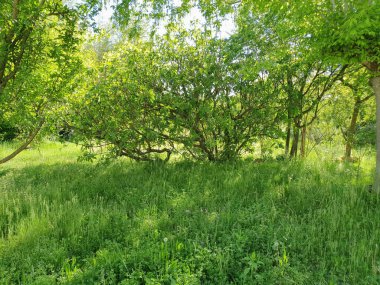 etraf ve ağaçlar arka plan olarak kullanışlı