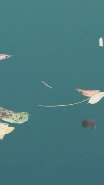 Nehir yüzeyinde yüzen yapraklar dikey video