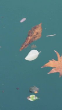 Nehir yüzeyinde yüzen yapraklar dikey video