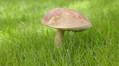 Çimenlerdeki mantar kopyalama alanı arka plan olarak kullanışlıdır