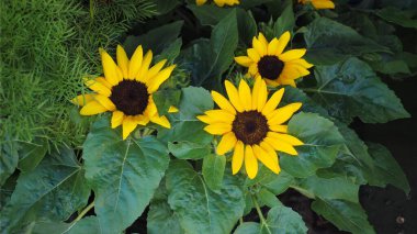 Helianthus çiçekleri arka plan olarak kullanışlıdır