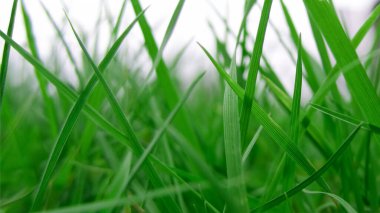 Arka plan olarak kullanışlı ot yaprakları