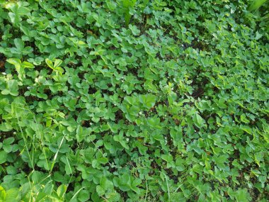 Çilek alanı tam çerçeve arka plan olarak kullanışlı