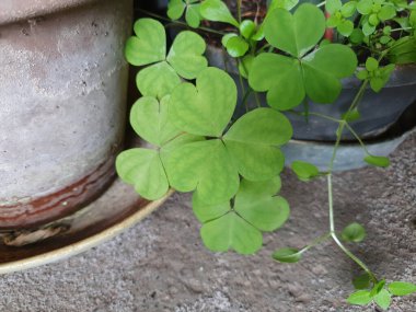 Clover namı diğer trefolil bitki bilimsel adı Trifolium