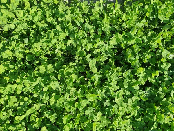 stock image clover meadow background top view full frame