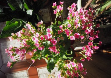 kalanchoe pink flower scientific classification Saxifragales Crassulaceae