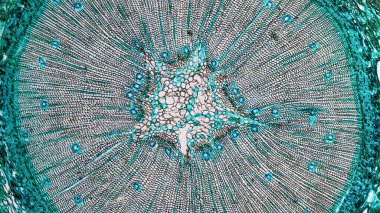 bitki kesiti mikrografı arka plan olarak kullanışlı