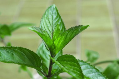Naneli bitki bilimsel ismi Mentha piperita olarak bırakır.